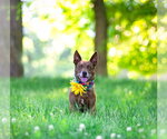 Small #3 Mutt