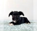 Small #4 Schnauzer (Miniature)