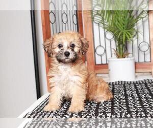 Yo-Chon Puppy for sale in NAPLES, FL, USA