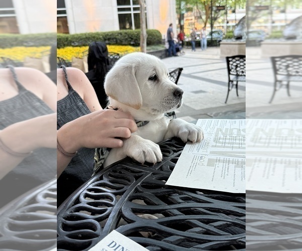 Medium Photo #7 Labrador Retriever Puppy For Sale in GREER, SC, USA