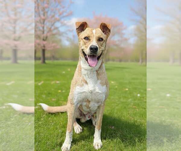 Medium Photo #4 Border Collie-Carolina Dog Mix Puppy For Sale in Talladega, AL, USA