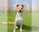 Small #3 Border Collie-Carolina Dog Mix