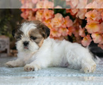 Small #2 Shih Tzu