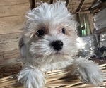 Small #1 Cavapoo