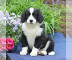 Small Photo #1 Miniature Bernedoodle Puppy For Sale in GORDONVILLE, PA, USA