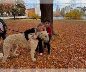 Mother of the Irish Wolfhound puppies born on 05/03/2025