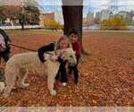 Small Photo #1 Irish Wolfhound Puppy For Sale in WINDSOR, MO, USA