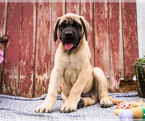 Medium Mastiff