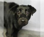 Small #1 Labrador Retriever Mix