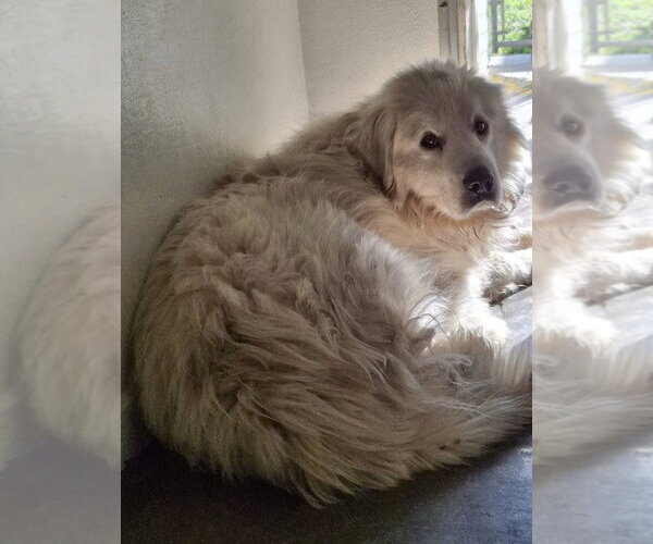 Medium Photo #2 Great Pyrenees Puppy For Sale in Monterey, VA, USA