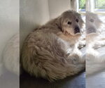 Small #1 Great Pyrenees