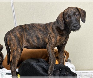 Boxer-Golden Retriever Mix Dogs for adoption in Fenton, MO, USA