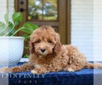 Small #1 Goldendoodle (Miniature)