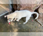 Small #3 Mutt
