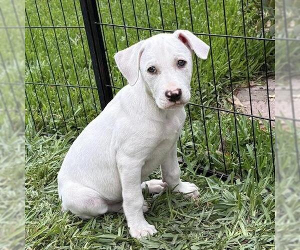 Medium Photo #2 Labrador Retriever-Unknown Mix Puppy For Sale in San Diego, CA, USA