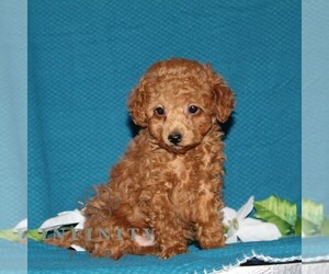Poodle (Toy) Puppy for sale in NORTH EAST, MD, USA