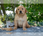 Puppy Lavender Golden Retriever