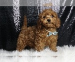 Puppy F1BB Cannoli Cavapoo