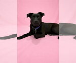 Small #5 Labrador Retriever Mix