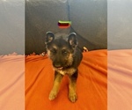 Small Photo #1 German Shepherd Dog Puppy For Sale in SAINT LOUIS, MO, USA