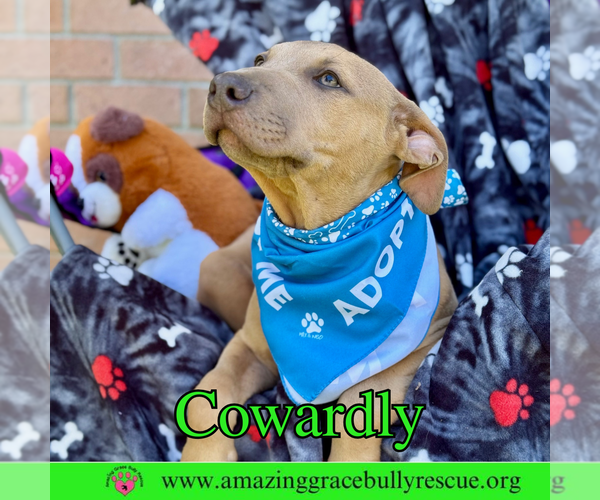 Medium Photo #15 Bulldog-Labrador Retriever Mix Puppy For Sale in Pensacola, FL, USA