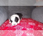 Small Photo #25 Border Collie Puppy For Sale in AIKEN, SC, USA