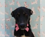 Small Colonial Cocker Spaniel-Labrador Retriever Mix