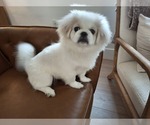 Oakley - Female Pekingese Puppy for Sale - Photo #2