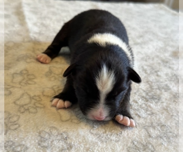Medium Photo #48 Australian Shepherd Puppy For Sale in SALISBURY, NC, USA