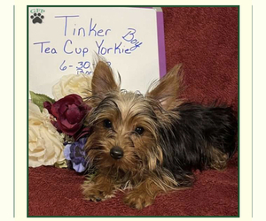 Medium Yorkshire Terrier