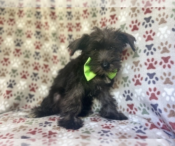 Medium Photo #7 Schnauzer (Miniature) Puppy For Sale in LAKELAND, FL, USA