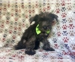 Small #6 Schnauzer (Miniature)