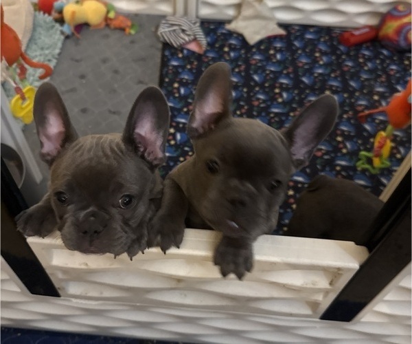 Medium Photo #1 French Bulldog Puppy For Sale in HOUSTON, TX, USA