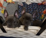 Small French Bulldog