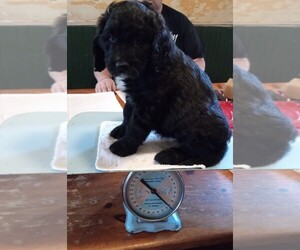 Saint Berdoodle Puppy for sale in ELIZABETHVILLE, PA, USA