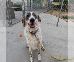 Great Pyrenees-Unknown Mix Dogs for adoption in Las Vegas, NV, USA