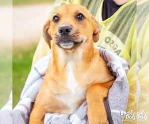 Labrador Retriever-Unknown Mix Dogs for adoption in Washington, DC, USA