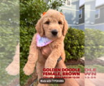 Puppy Puppy 7 Goldendoodle