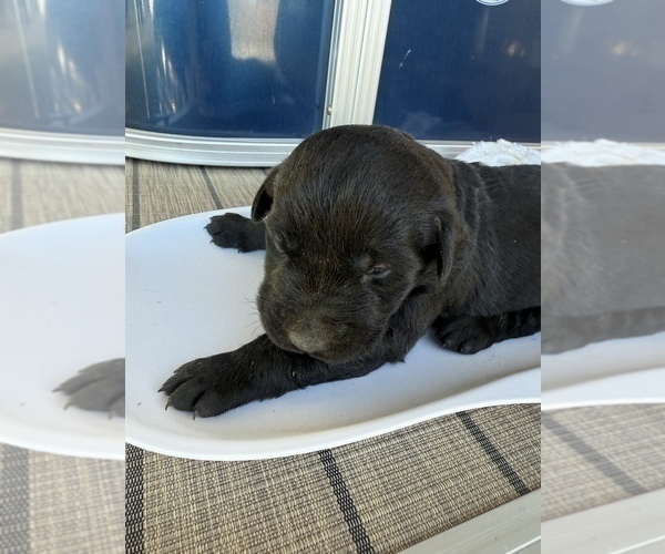 Medium Photo #3 Labrador Retriever Puppy For Sale in CLINTWOOD, VA, USA