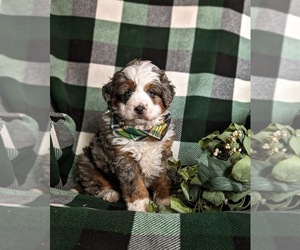 Bernedoodle (Miniature) Puppy for sale in COCHRANVILLE, PA, USA