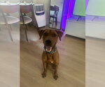 Small #2 Vizsla Mix