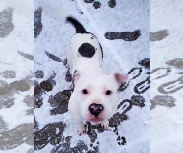Medium Photo #5 American Pit Bull Terrier-Unknown Mix Puppy For Sale in Strongsville, OH, USA