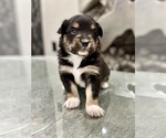 Small Photo #34 Australian Shepherd Puppy For Sale in NEW BRAUNFELS, TX, USA