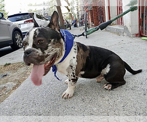 Medium Photo #3 Free-Lance Bulldog Puppy For Sale in Staten Island, NY, USA