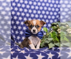 Chihuahua Puppy for Sale in KIRKWOOD, Pennsylvania USA