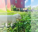 Puppy Zion Great Pyrenees