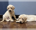 Small #49 Labrador Retriever