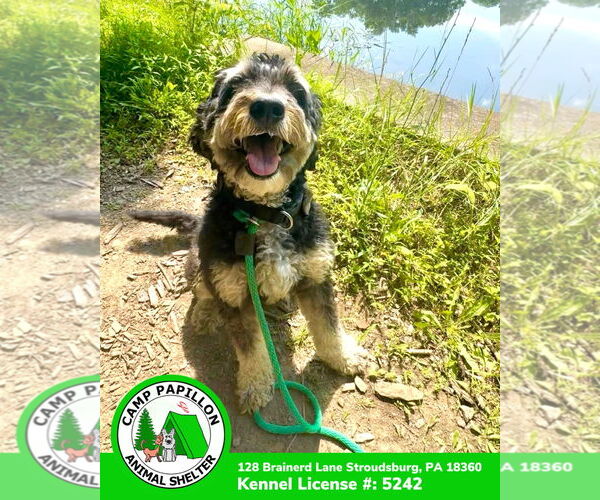 Medium Photo #2 Poodle (Miniature)-Unknown Mix Puppy For Sale in Stroudsburg, PA, USA