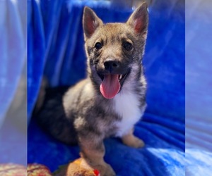 Swedish Vallhund Puppy for sale in COLORADO SPRINGS, CO, USA