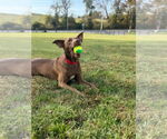Small #15 Australian Kelpie Mix